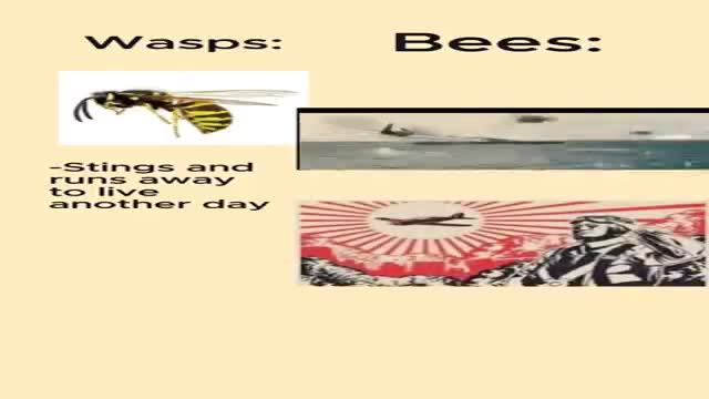 wasps vs bees